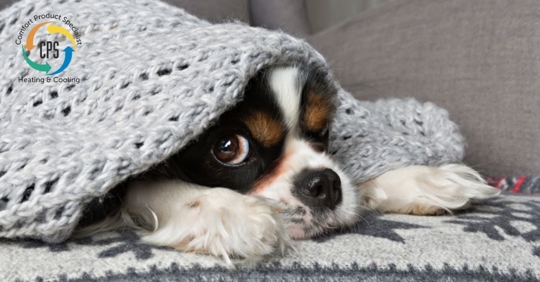 cold dog at home covered in blanket