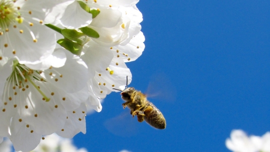 Bee flying to white flowers, blue sky background.