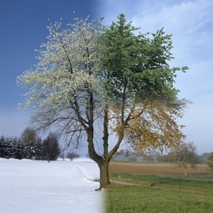 A split image of a tree in different seasons, representing time.