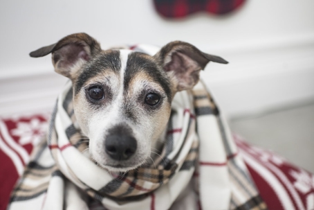 A cute brown and white dog is wrapped in a plaid scarf, likely cold.