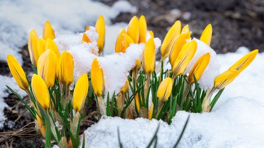 A close-up photo shows bright yellow crocus buds peeking through the snow, signaling the arrival of spring.